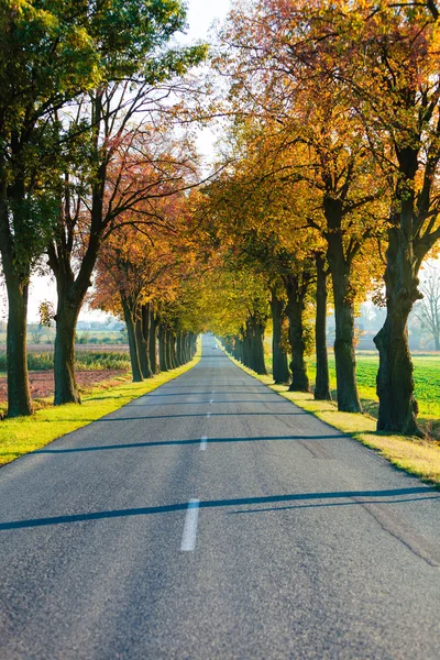 Straße, die durch Baumallee verläuft. Herbst — Stockfoto