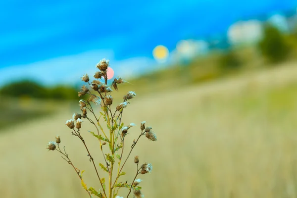 Pradera flores silvestres sobre fondo borroso —  Fotos de Stock