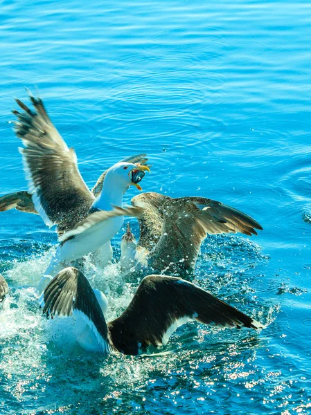 海鸥在争抢食物在水中. — 图库照片