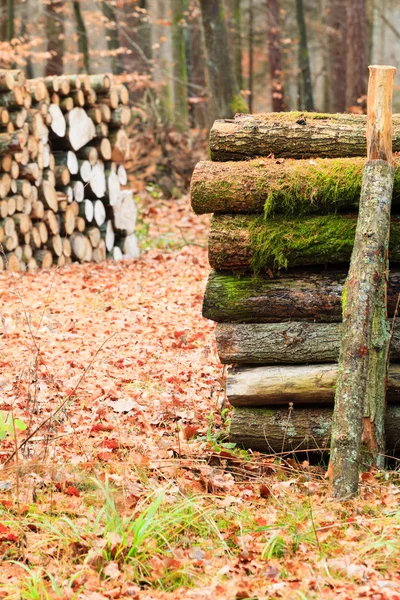 Большая куча древесины в лесу — стоковое фото