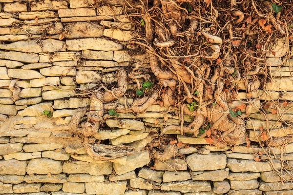 Parede de pedra velha com árvore de raiz — Fotografia de Stock