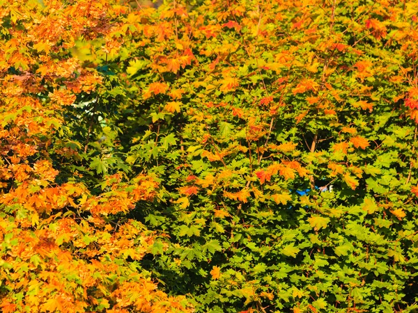秋木黄色オレンジの葉、自然の背景 — ストック写真