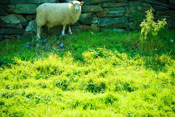 Sheep on pasture on mountain meadow — Stock Photo, Image