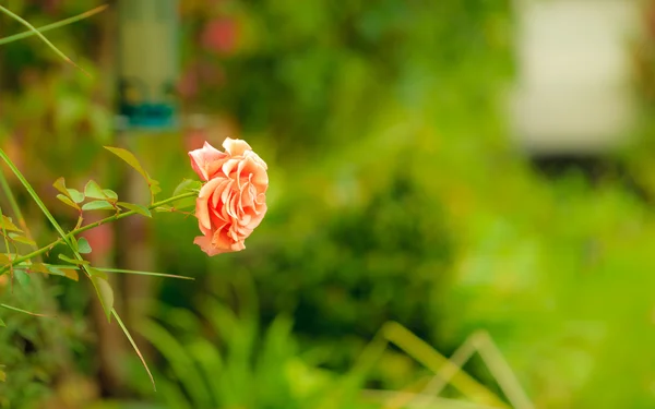 Schöne blühende orange Rose — Stockfoto