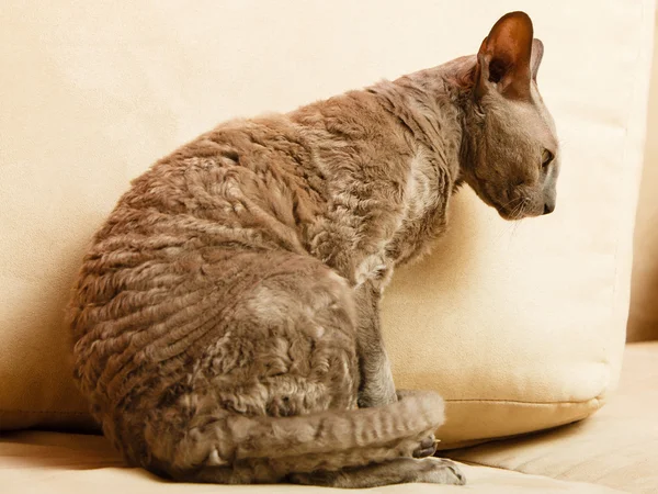 Egyptian cat relaxing on a couch — Stock Photo, Image