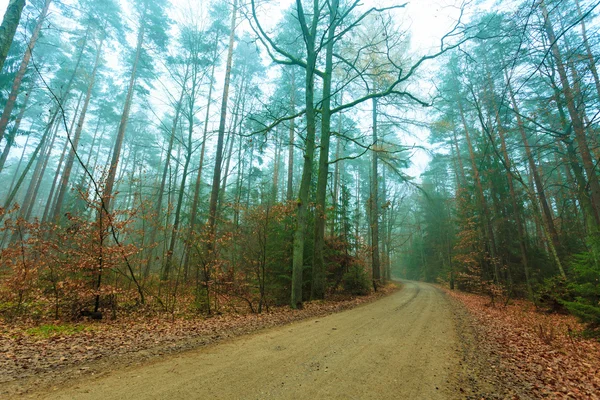 Caminho através da nebulosa floresta de outono — Fotografia de Stock