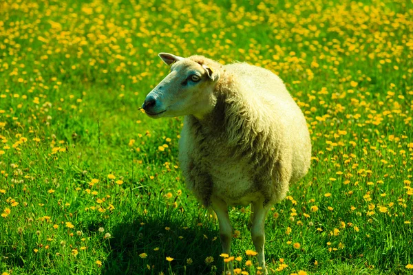 Schafe auf der Weide auf der Bergwiese — Stockfoto