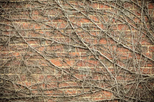 Mattone rosso muro di sfondo e piante secche edera — Foto Stock