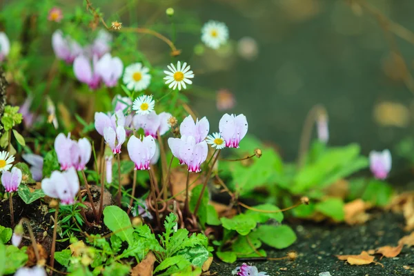 Flores rosadas en el jardín. Primavera o verano — Foto de Stock