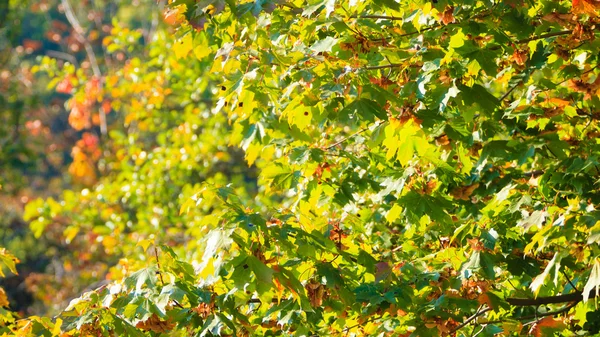 Heldere herfstbladeren — Stockfoto