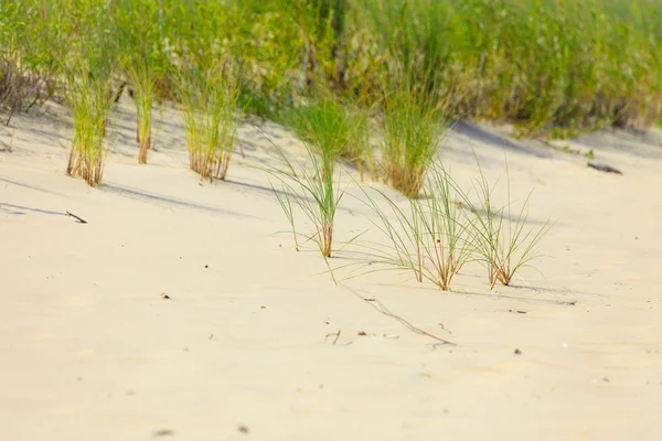 Sandy beach with grass in summer — Stock Photo, Image