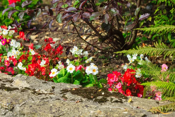 Flores en el jardín. Primavera o verano — Foto de Stock