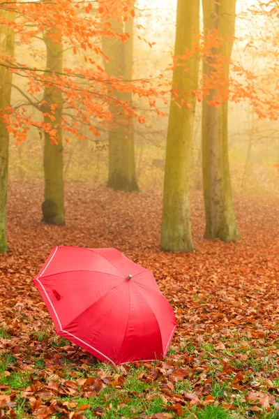 紅葉の公園の赤い傘カーペット. — ストック写真