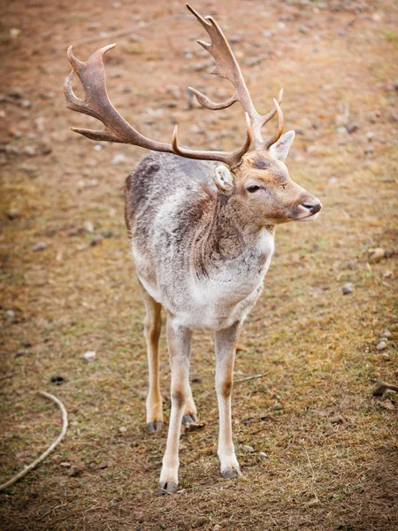 Red deer stag in autumn fall forest — Stock Photo, Image