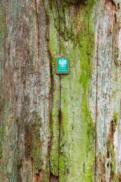 Vecchio albero nella foresta autunnale in Polonia , — Foto Stock