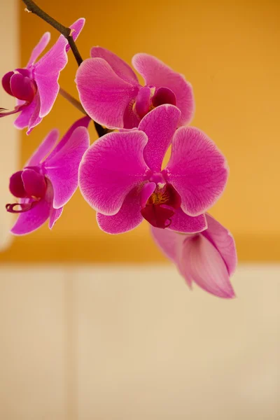 Phalaenopsis. Roze paars orchideebloem binnen. — Stockfoto