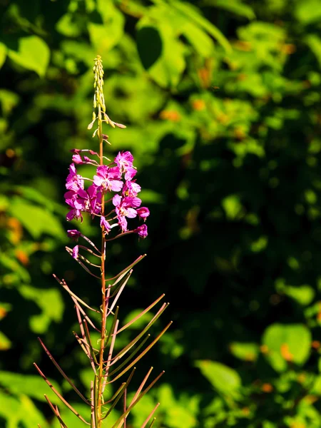 Zbliżenie łąka fioletowe kwiaty. Wildflower w lesie — Zdjęcie stockowe