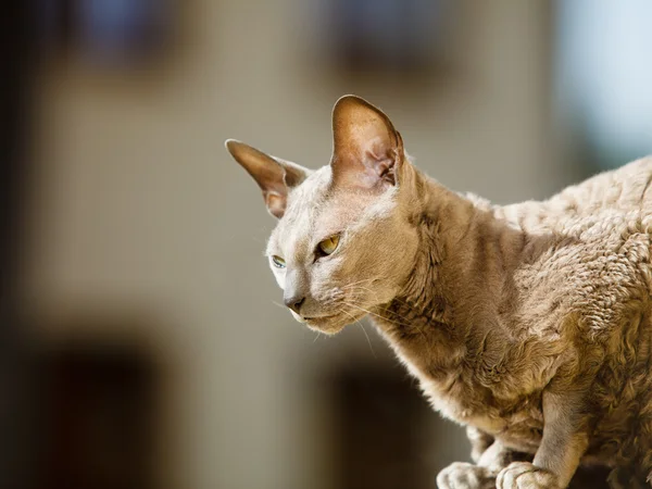 Dieren thuis. Egyptische mau cat — Stockfoto