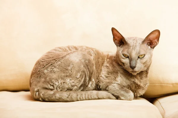 집에 동물이 있다. 이집트의 마우 고양이 — 스톡 사진