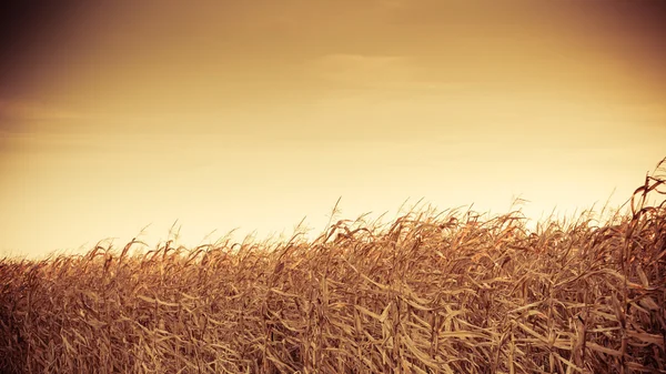 Кукурудзяне поле на заході сонця — стокове фото