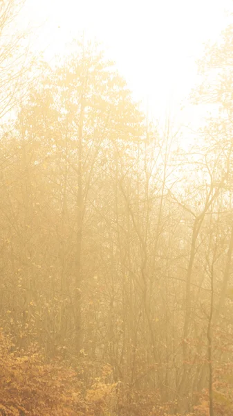 Les arbres dans le parc d'automne jour brumeux — Photo