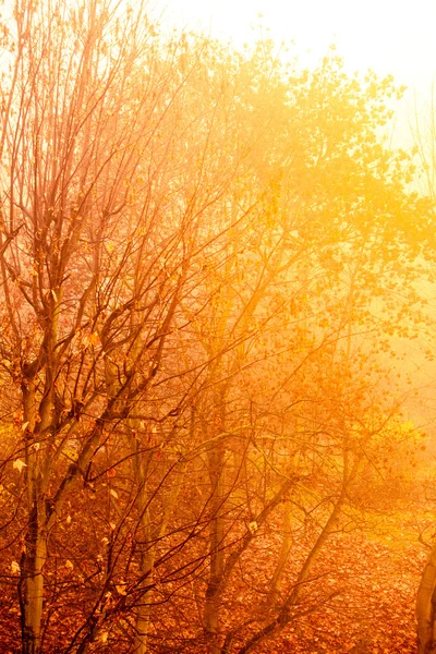 उज्ज्वल शरद ऋतूतील पाने जंगलात झाडे पडतात — स्टॉक फोटो, इमेज