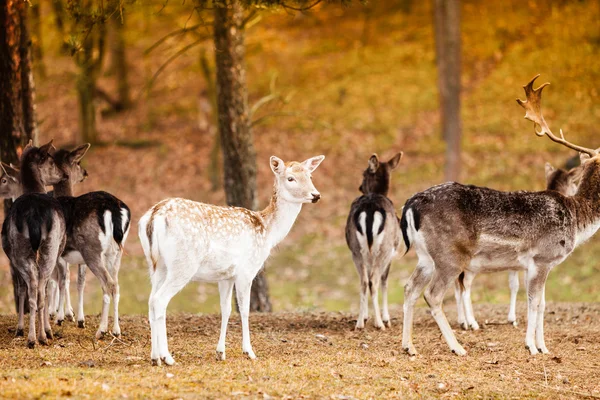 Kudde herten in het wild — Stockfoto