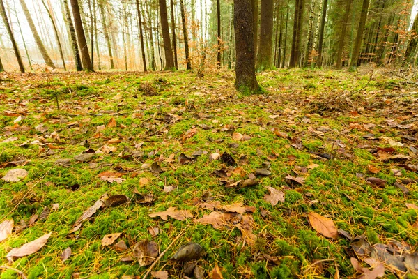 Blätter im Herbst auf Waldboden — Stockfoto