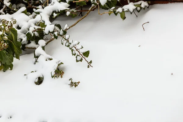 Fresh snow on green plant — Stock Photo, Image