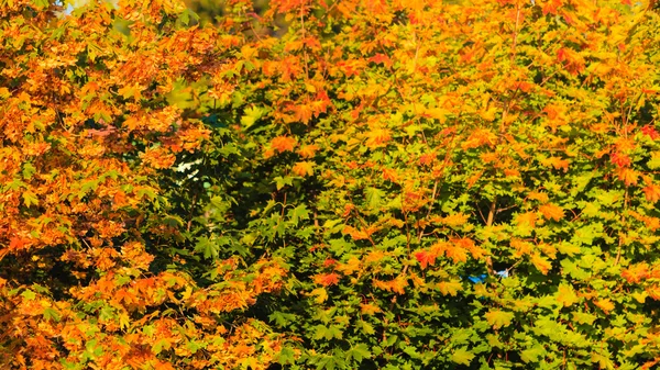 Automne arbres jaune orange feuilles fond nature — Photo