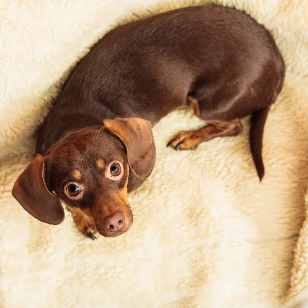 Mixed dog relaxing on bed at home — Stock Photo, Image