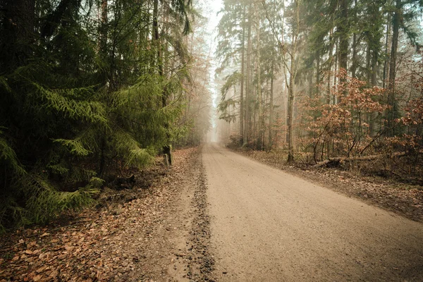 Sentier à travers la forêt brumeuse d'automne — Photo