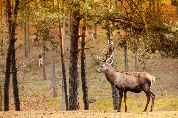 가을이 되면 붉은 사슴 이 숲 속을 배회 한다 — 스톡 사진