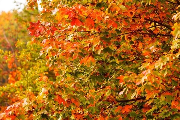 Árvores de queda amarelo laranja folhas natureza fundo — Fotografia de Stock