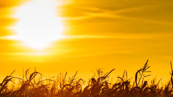 Campo di mais al tramonto giallo — Foto Stock