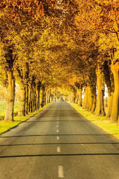 Road running through tree alley. Autumn — Stock Photo, Image