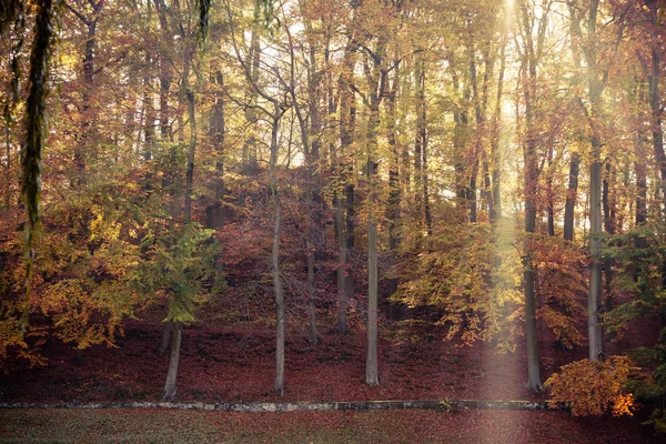 Zonnestralen trog bomen in park — Stockfoto