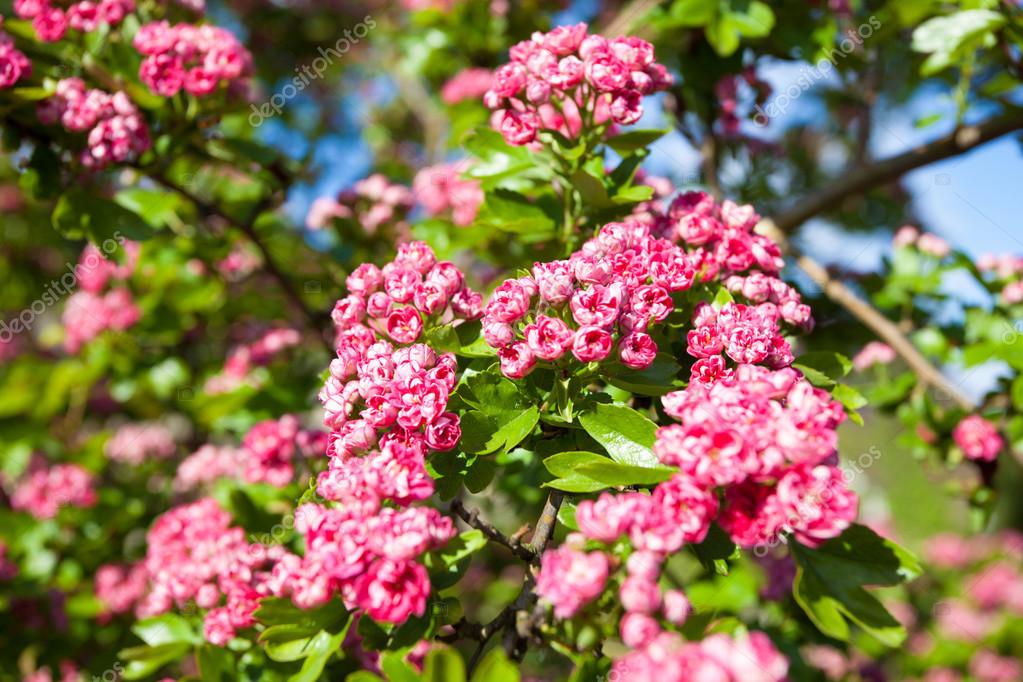 träd med rosa blommor träd med rosa blommor