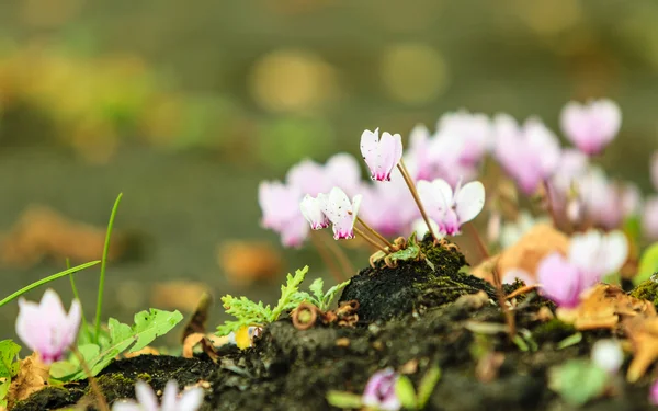 Roze bloemen in de tuin. Lente of zomer — Stockfoto
