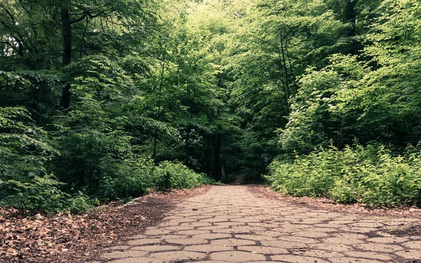 Sidewalk walking pavement in a park or forest — Stockfoto