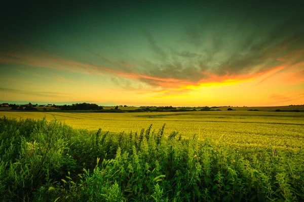 Piękny zachód słońca na polu wiosna — Zdjęcie stockowe