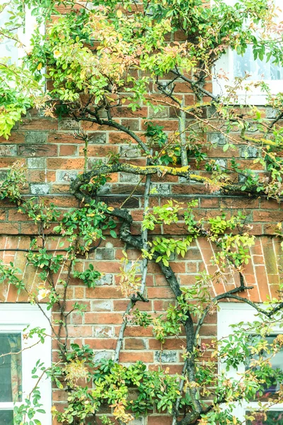 Fenêtres et mur couverts de branches d'arbres — Photo