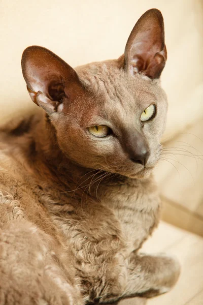 Animals at home. Egyptian mau cat — Stock Photo, Image