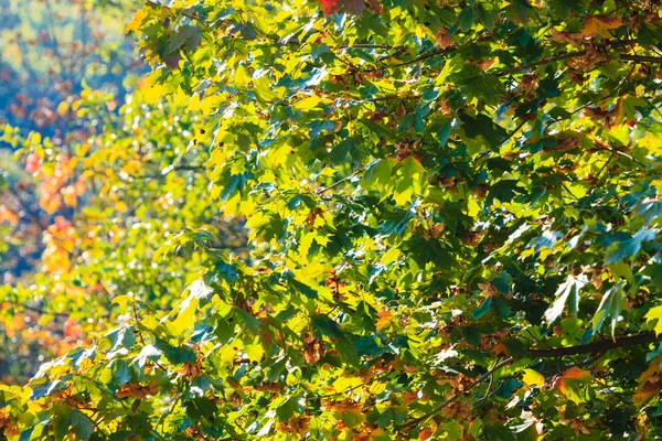 Automne arbres jaune orange feuilles fond nature — Photo