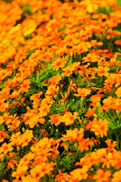 Oranje bloemen in de tuin. Lente of zomer achtergrond — Stockfoto