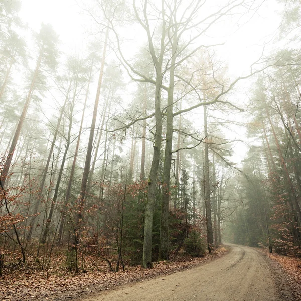 Caminho através da nebulosa floresta de outono — Fotografia de Stock