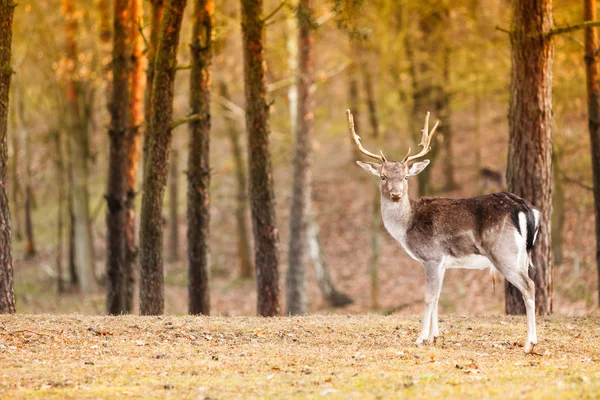 가을이 되면 붉은 사슴 이 숲 속을 배회 한다 — 스톡 사진