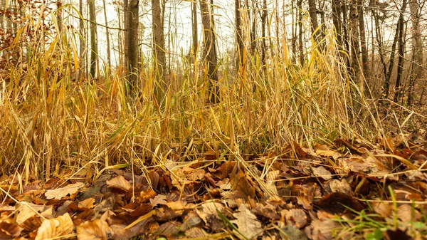 Листя восени на лісовій землі — стокове фото