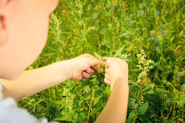 Child playing on meadow examining field flowers — Stock Photo, Image