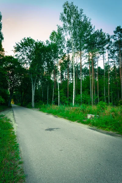 Landstraße im Wald. — Stockfoto